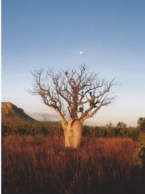 A boab tree in the Kimberley ... the region where Baz Luhrmann's movie Australia was filmed A boab tree in the Kimberley ... the region where Baz Luhrmann's movie Australia was filmed